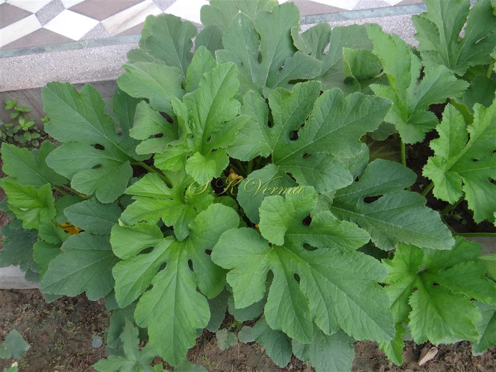  Leaves (Deeply lobed)